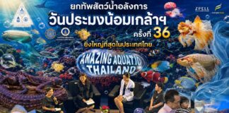 Amazing Aquatic Thailand เปิดประสบการณ์ความมหัศจรรย์ของสัตว์น้ำ งาน “วันประมงน้อมเกล้าฯ ครั้งที่ 36” ยกทัพสัตว์น้ำสุดอลังการ ชมโชว์นางเงือก-ปลาเตะบอล และการประกวดปลาสวยงาม 8 ชนิด 81 ประเภท ยิ่งใหญ่ที่สุดในประเทศไทย